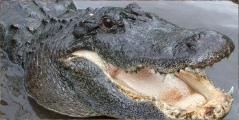 Alligator Tail Meat