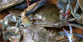 Fresh Blue Crab