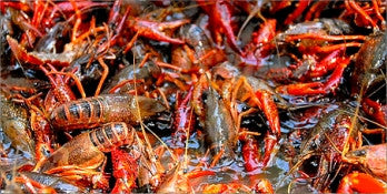 Live Crawfish